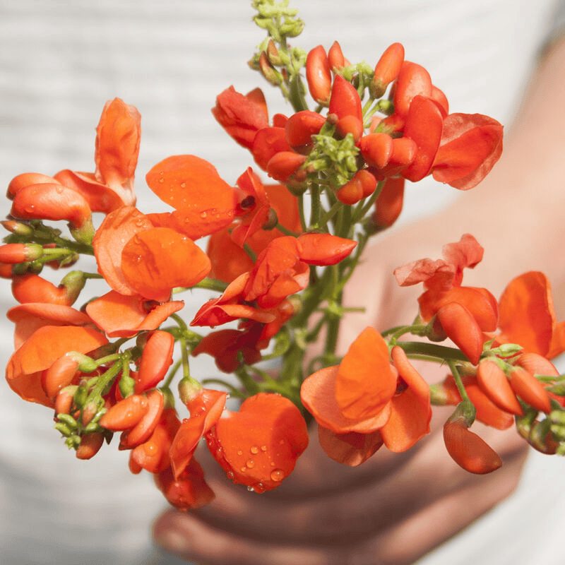 Scarlett Runner Bean - Phaseolus coccineus