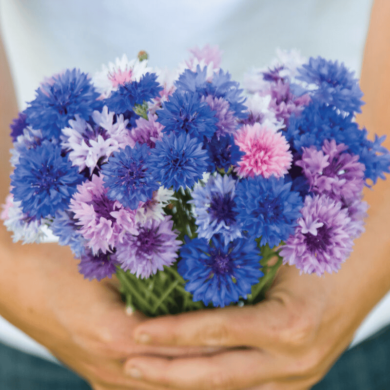 Bachelor Buttons Mix - Centaurea Mix