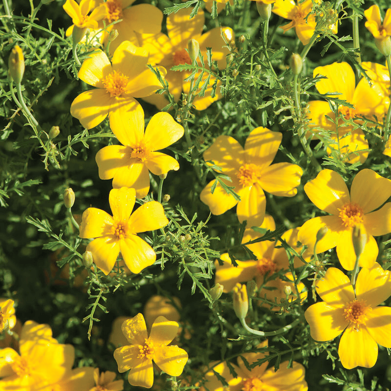 Marigold Lemon Gem