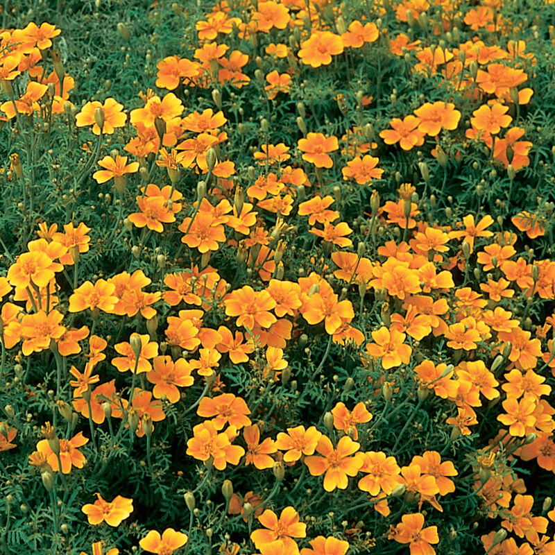 Marigold Tangerine Gem