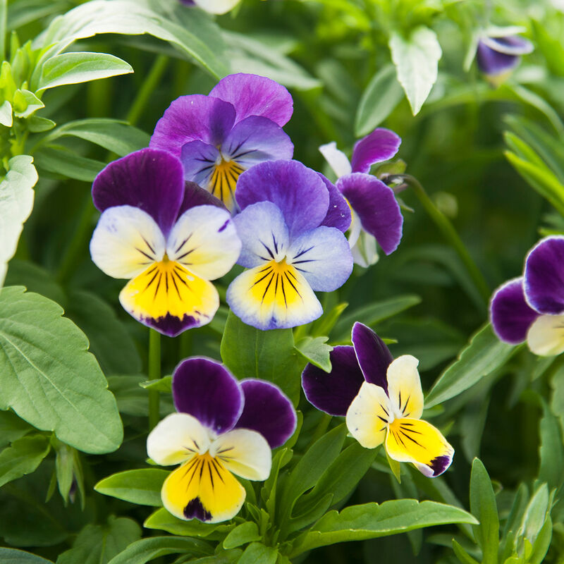 Viola Helen Mount