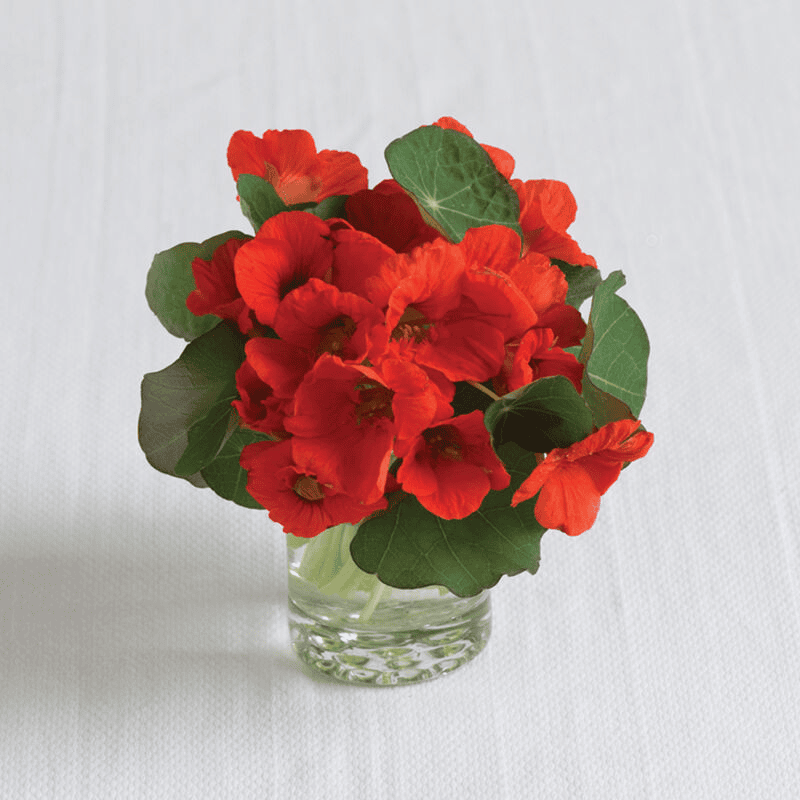 Nasturtium Empress of India - Tropaeolum minus Empress of India