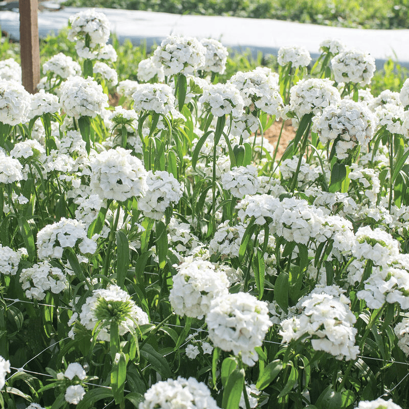 Dianthus Sweet White