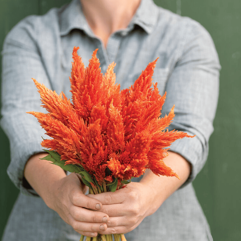 Plumed Cockscomb Orange - Celosia plumosa Orange