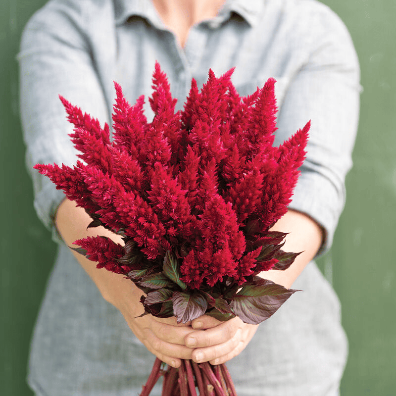 Plumed Cockscomb Red - Celosia plumosa Red