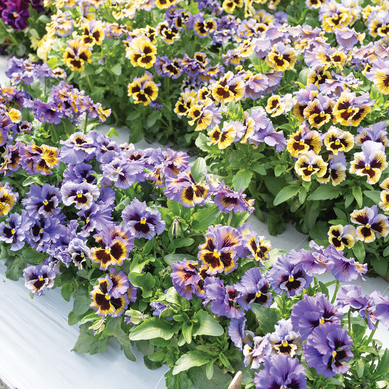 Pansies Frizzle Sizzle F1 Hybrid