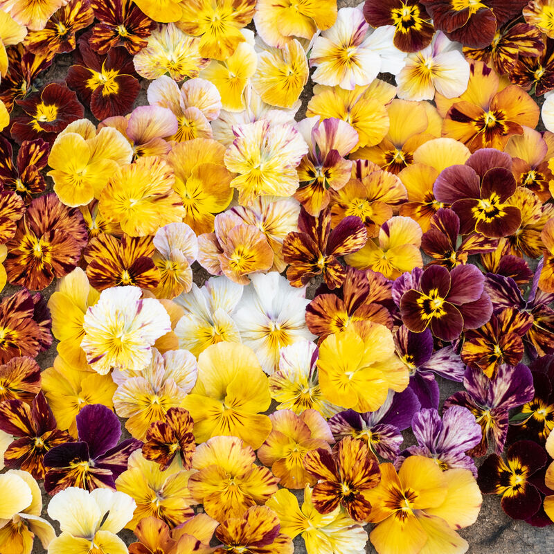 Pansies Brush Strokes Assorted