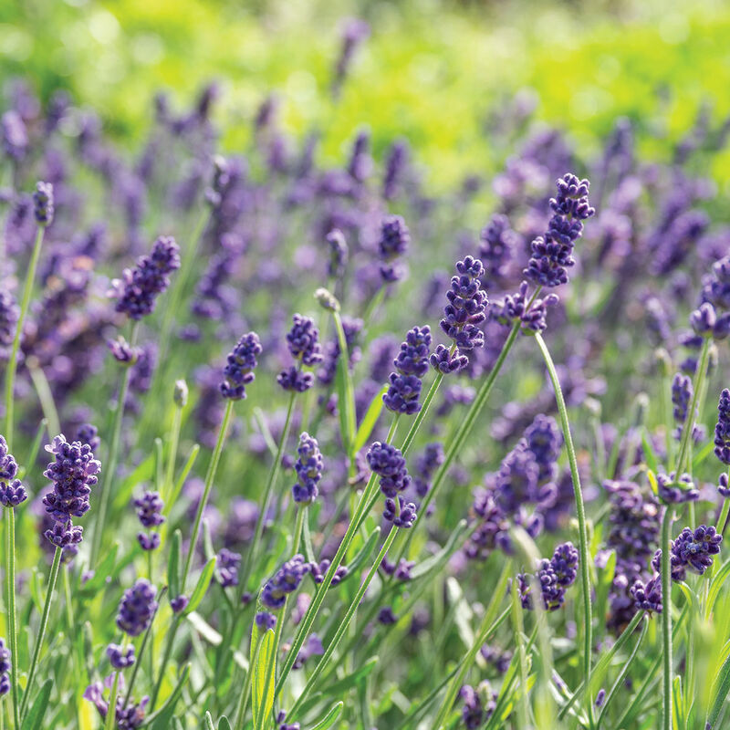 Munstead Lavender Floral Sticks - Lavender angustifolia Munstead