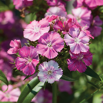 Dianthus Sweet William - Dianthus barbatus Sweet William