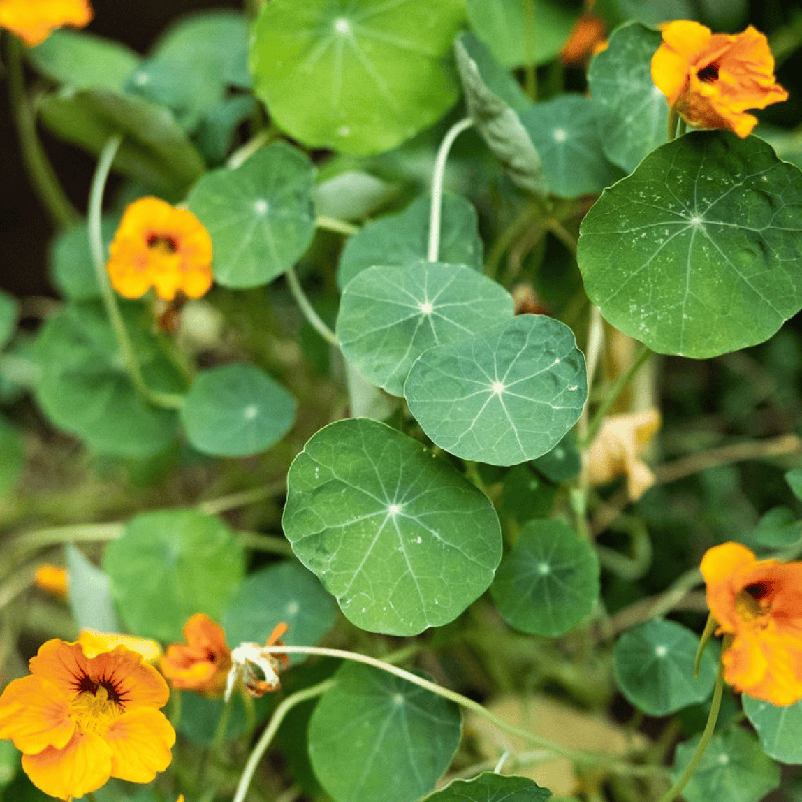 Nasturtium Shades of Green - Tropaeolum minus Shades of Green