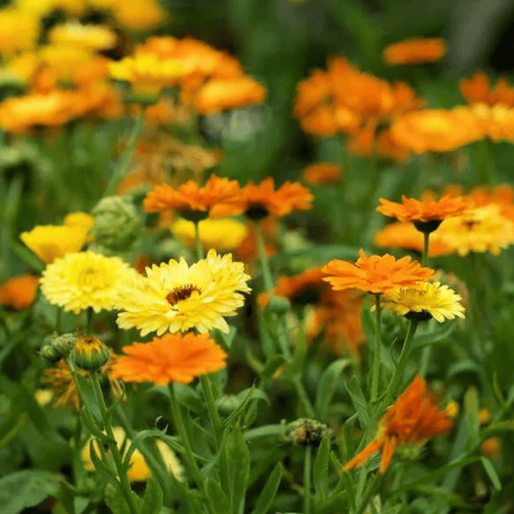 Pot Marigold Pacific Beauty
