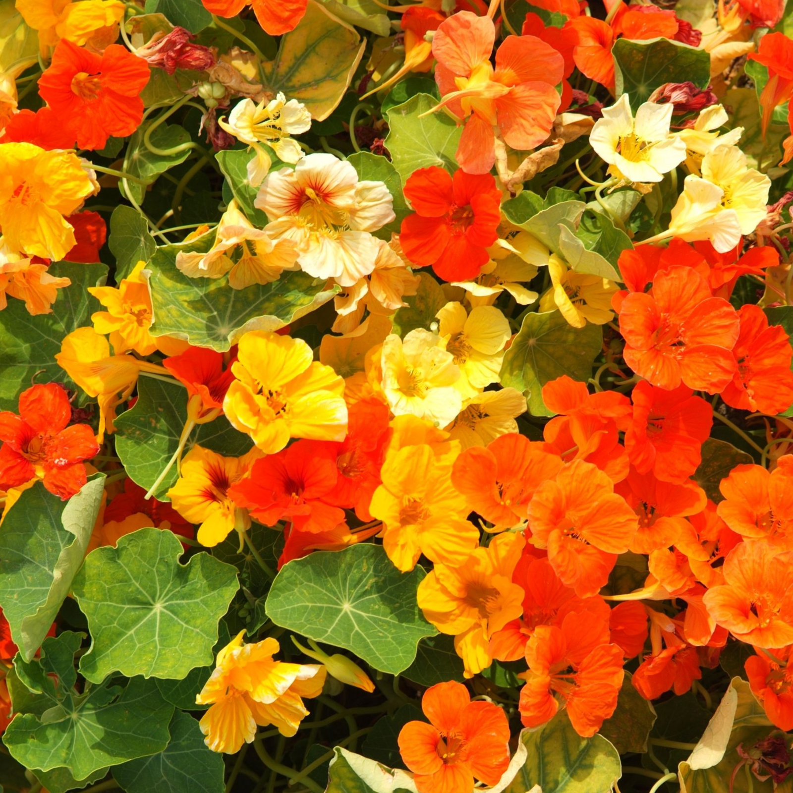 Nasturtium Trailing Mix