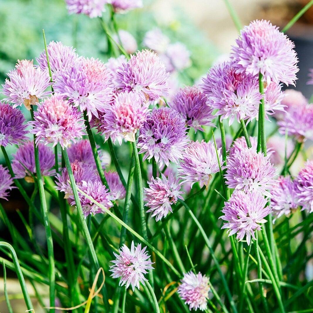 Chives - Allium schoenoprasum