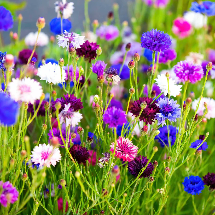 Cornflower Mix