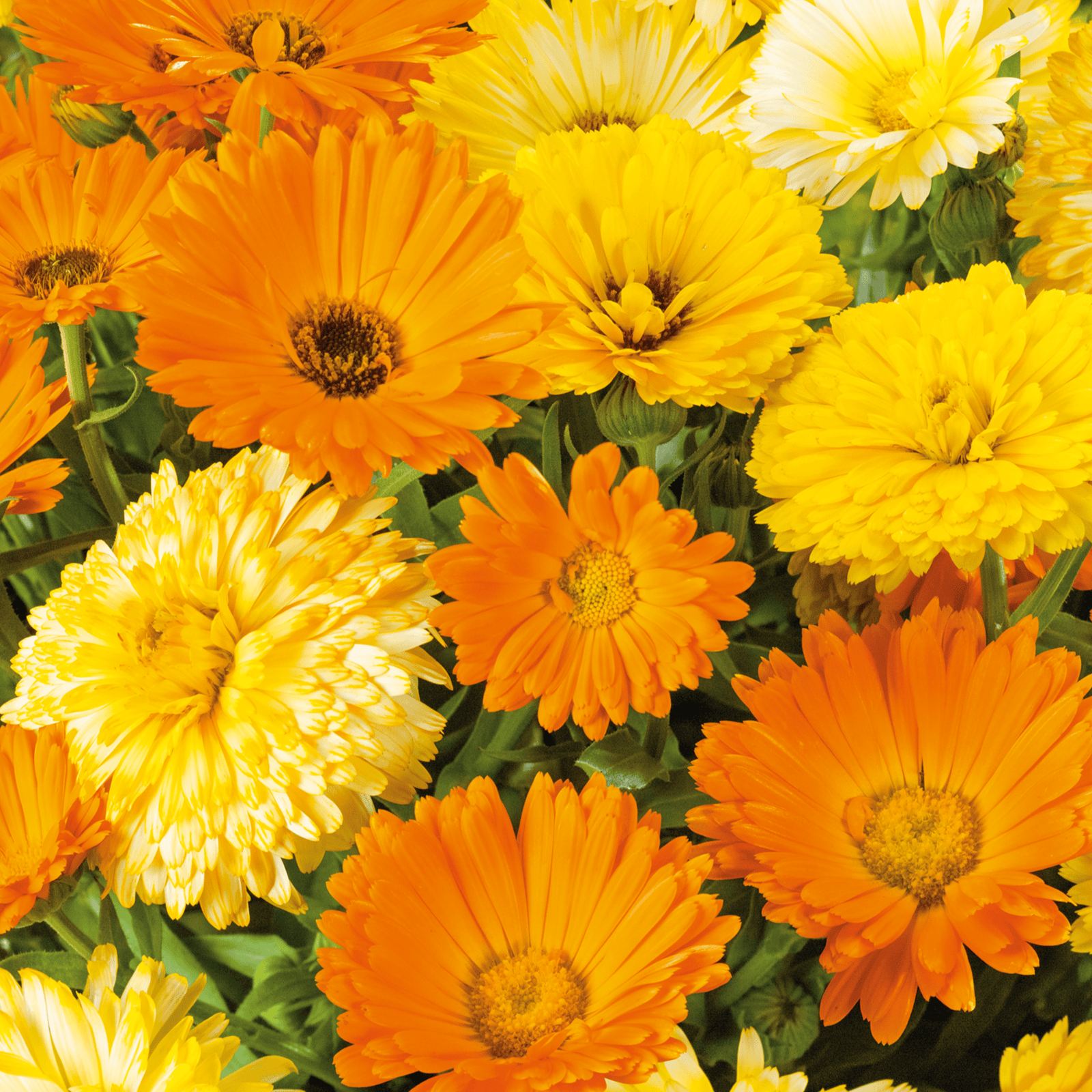 Calendula