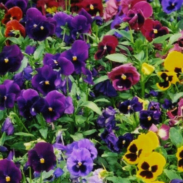 Pansies Swiss Giants Mix