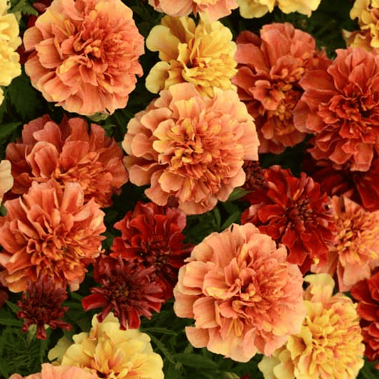 African Marigold - Strawberry Blonde