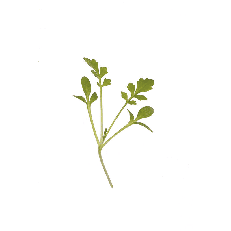 Cressida Cress
