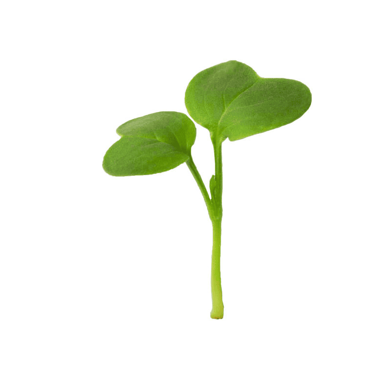 Radish Daikon