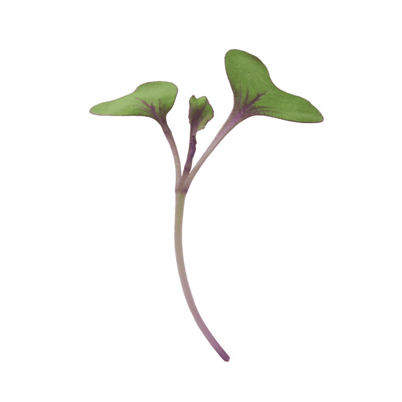Red Cabbage