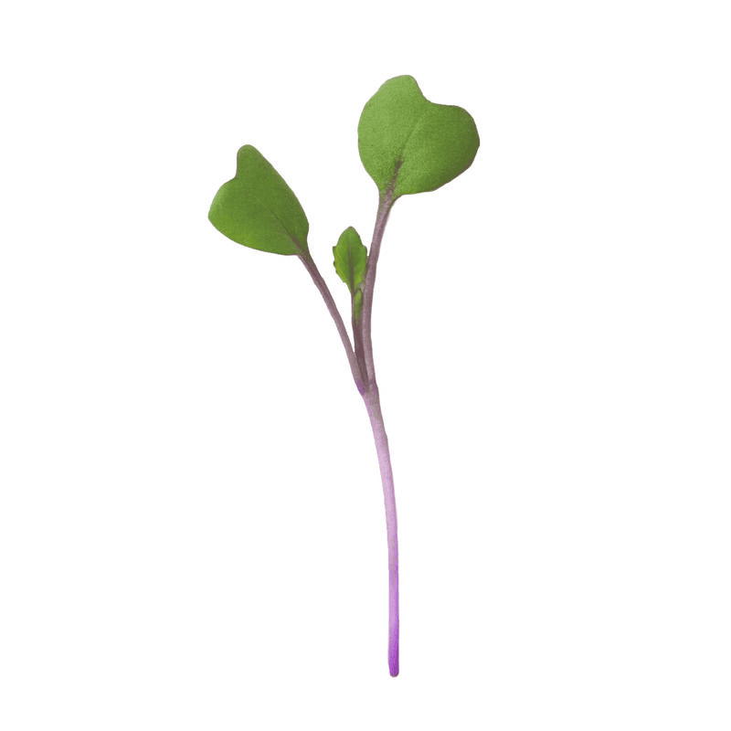 Kohlrabi