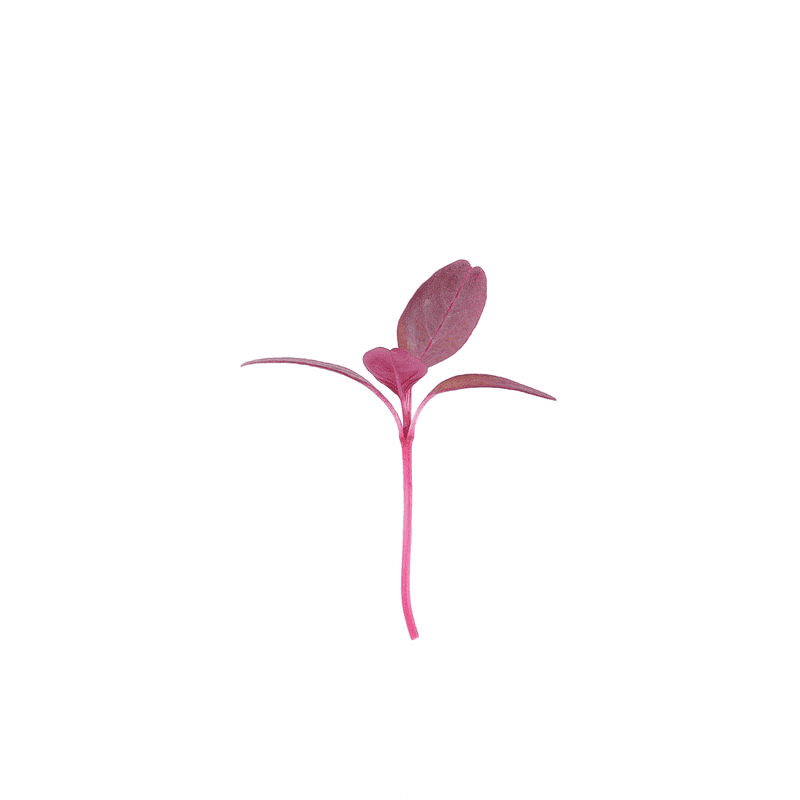 Garnet Red Amaranth