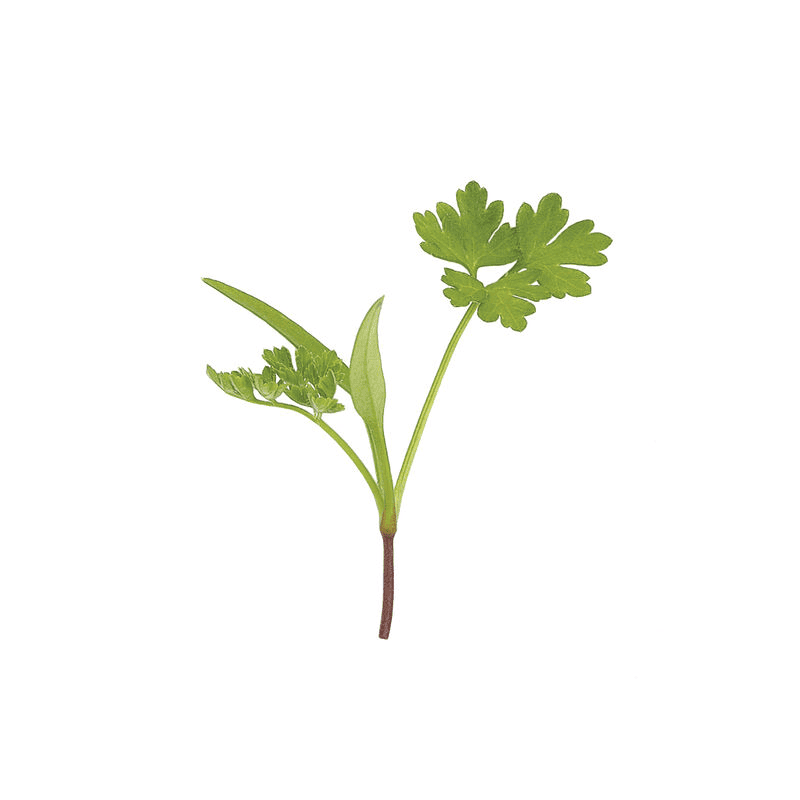 Chervil