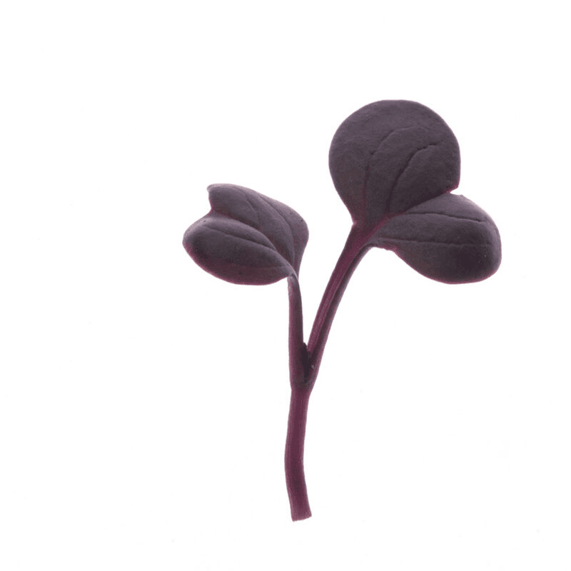 Radish Red Rambo
