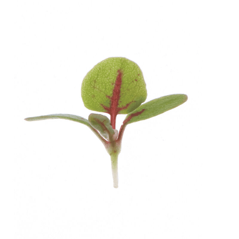 Red Vein Sorrel
