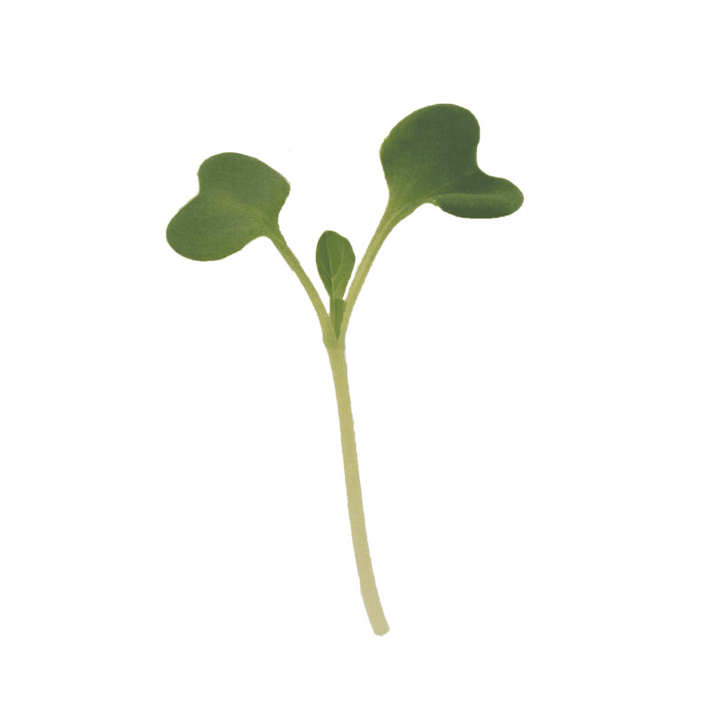 Tatsoi