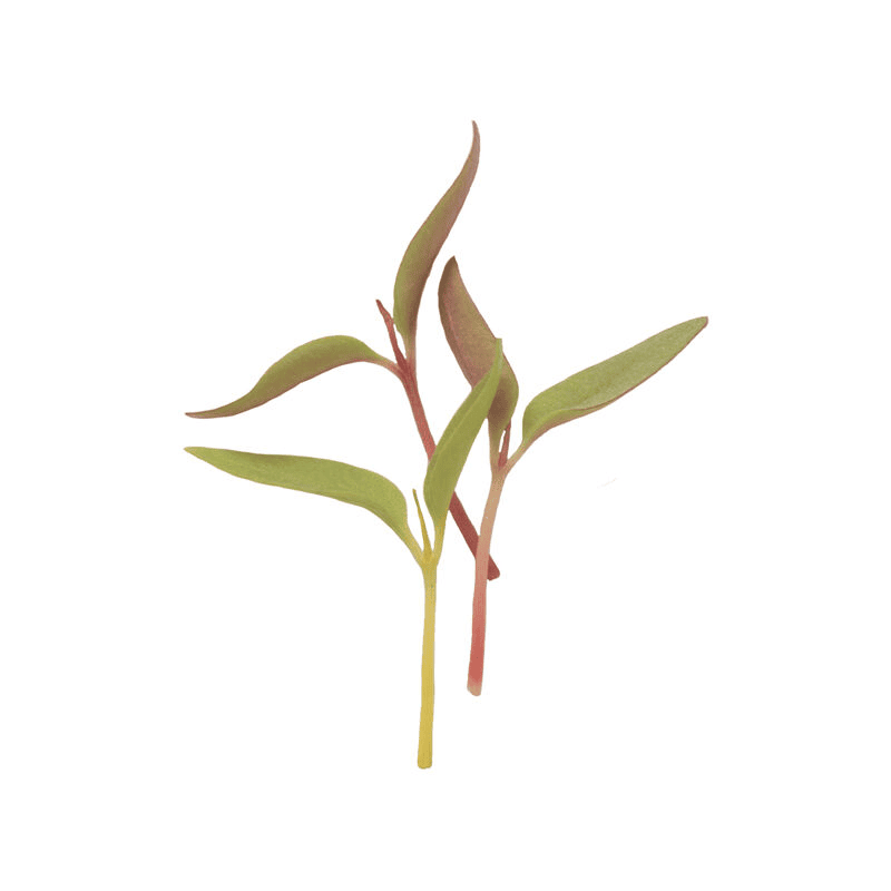 Celosia