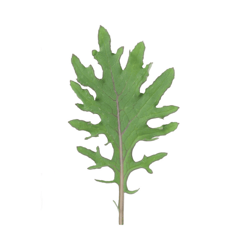 Red Russian Kale