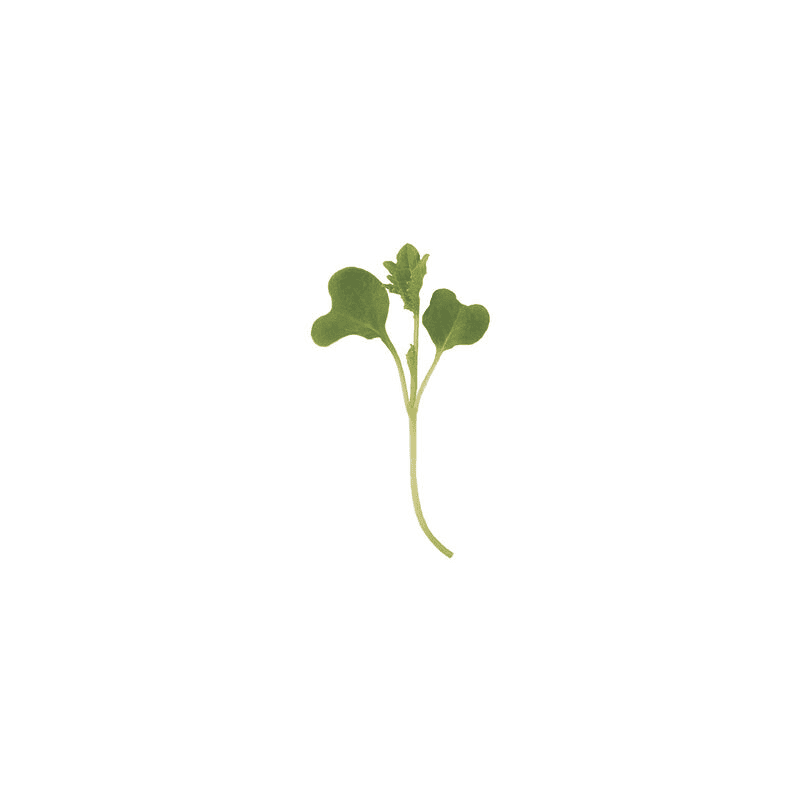 Green Curly Kale
