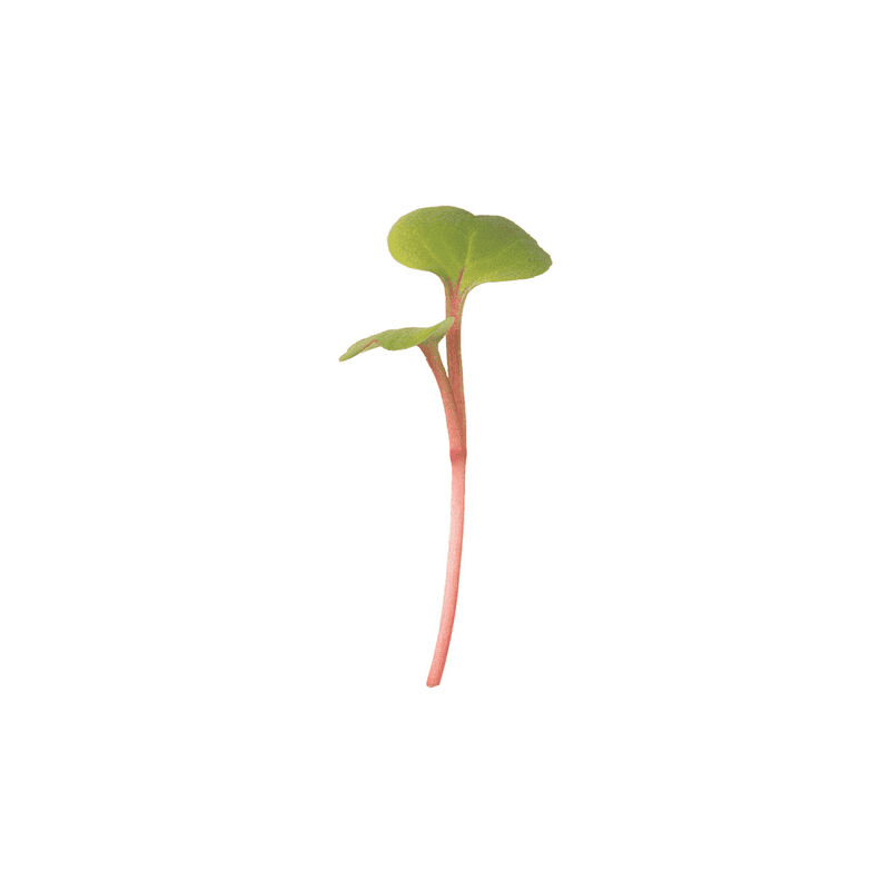 Radish Red Stem