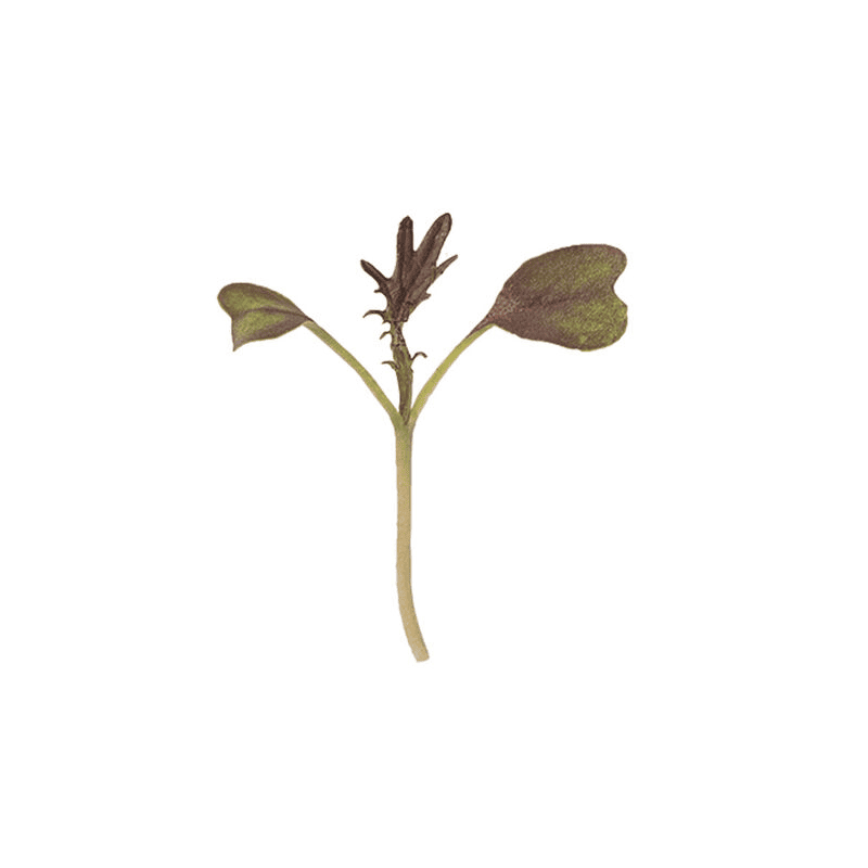 Kale KX-1