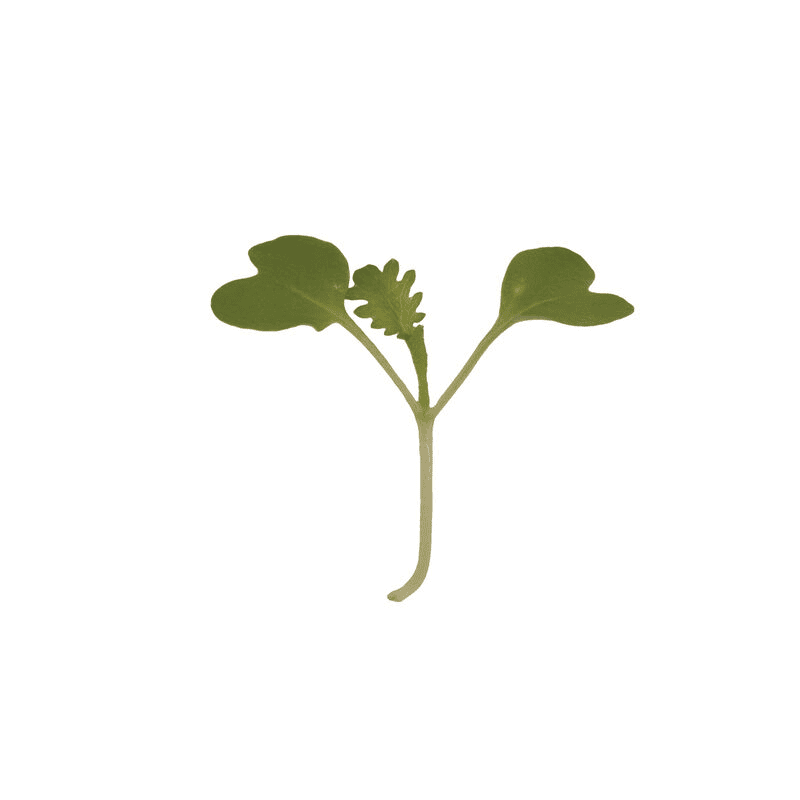 Mustard Wasabina