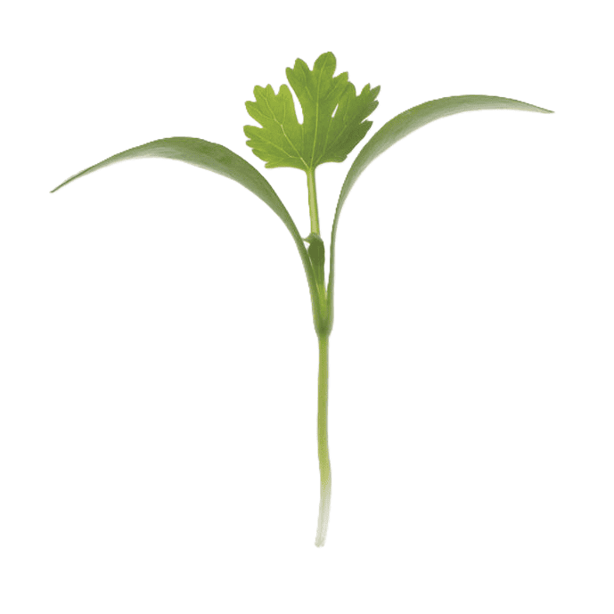 Cilantro