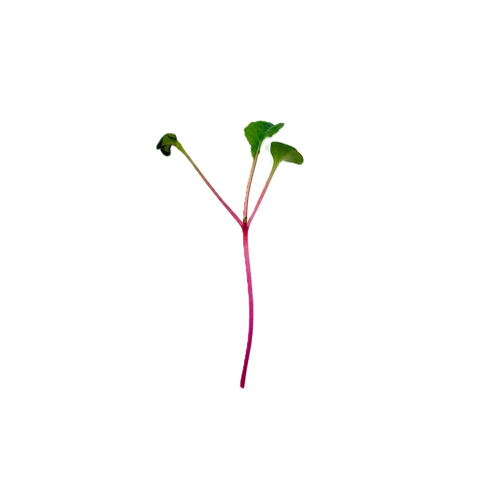 Radish Confetti Mix