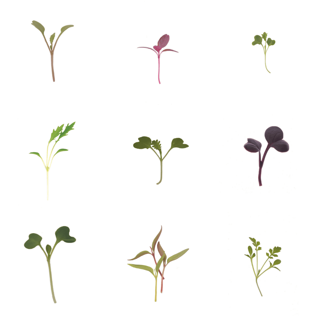 Growers Choice Microgreens - 4 Variety Mix