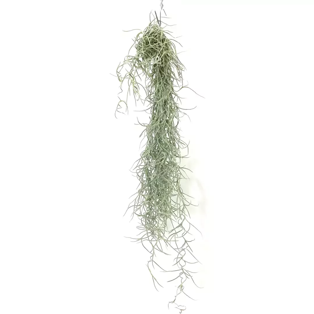 Spanish Moss