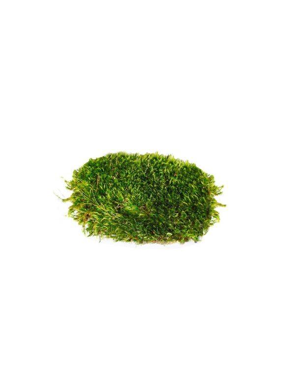 Mood Moss