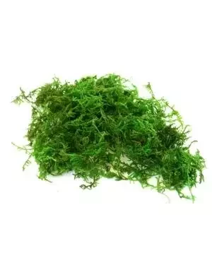 Mountain Moss