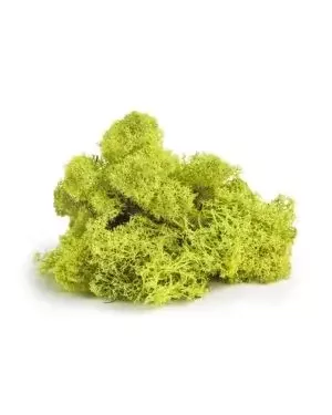 Reindeer Moss