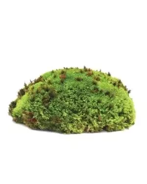 Royal Pool Moss